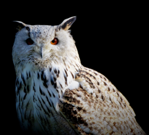 #owl Thumbnail