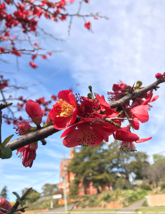 Castlemain Flower