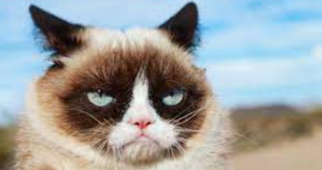 Grumpy Cat 2