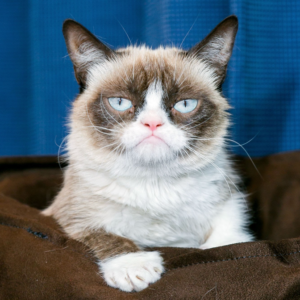 Grumpy Cat