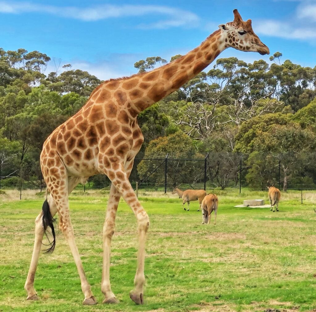 Giraffe